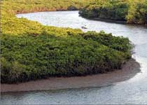 琼山东寨港红树林天气 琼山东寨港红树林天气