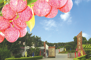 深圳西丽果场天气 深圳西丽果场天气