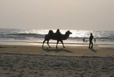 湛江东海岛天气 湛江东海岛天气
