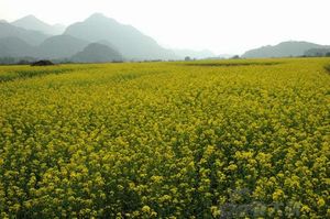 英德菜花峪天气 英德菜花峪天气