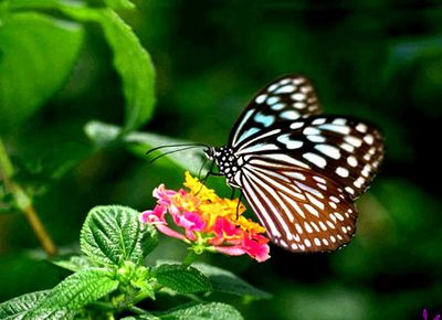 中山蝴蝶馆天气 中山蝴蝶馆天气