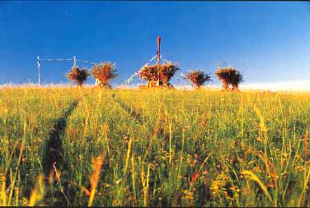 呼伦贝尔巴彦呼硕草原天气 呼伦贝尔巴彦呼硕草原天气