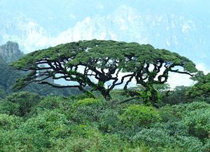 柳州金秀天气 柳州金秀天气