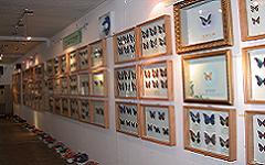 叠彩蝴蝶馆天气 叠彩蝴蝶馆天气