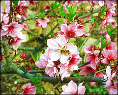 桂林恭城大岭山桃园天气 桂林恭城大岭山桃园天气