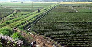 北海现代生态农业观光园天气 北海现代生态农业观光园天气