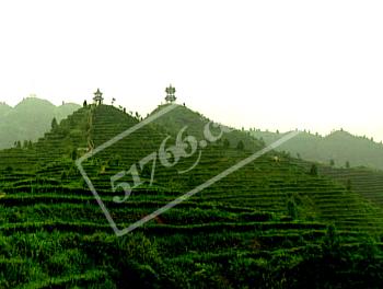 百色凌云茶山金字塔天气 百色凌云茶山金字塔天气