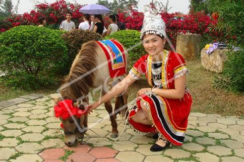 江美德保矮马风情园天气 江美德保矮马风情园天气