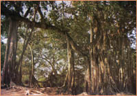 崇左陇瑞自然保护区天气 崇左陇瑞自然保护区天气