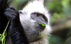 崇左弄官白头叶猴生态公园天气 崇左弄官白头叶猴生态公园天气