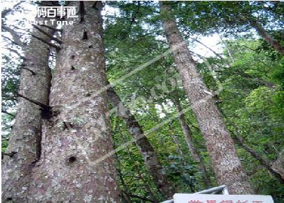 来宾银杉公园天气 来宾银杉公园天气