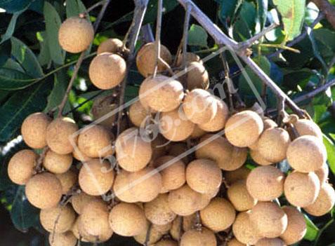 贵港石硖龙眼母本园天气 贵港石硖龙眼母本园天气