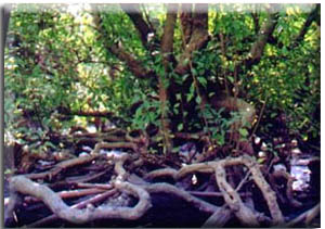 海口东寨港天气 海口东寨港天气