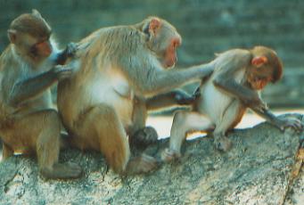万宁陵水南湾猴岛天气 万宁陵水南湾猴岛天气