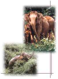 西双版纳野象谷天气 西双版纳野象谷天气