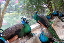 西双版纳孔雀湖天气 西双版纳孔雀湖天气