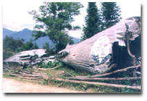 怒江驼峰航线飞机残骸天气 怒江驼峰航线飞机残骸天气