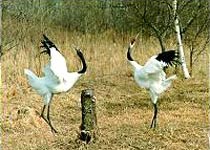 重庆三多桥白鹭保护区天气 重庆三多桥白鹭保护区天气