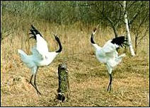 重庆三多桥白鹭园天气 重庆三多桥白鹭园天气