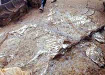 枣阳九连墩战国古墓天气 枣阳九连墩战国古墓天气