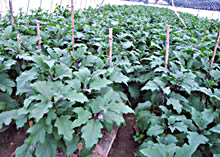 璧山古老城生态农业园区天气 璧山古老城生态农业园区天气