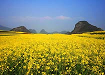 罗平天气 罗平天气