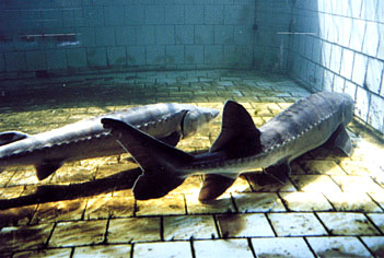 宜昌中华鲟园天气 宜昌中华鲟园天气