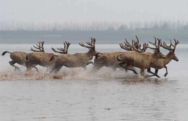 荆州石首糜鹿自然保护区天气 荆州石首糜鹿自然保护区天气
