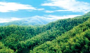 长沙桃花江竹海天气 长沙桃花江竹海天气