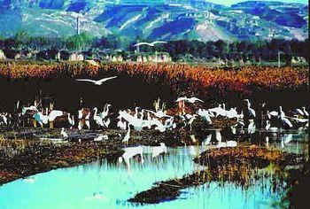 益阳东洞庭湖天气 益阳东洞庭湖天气