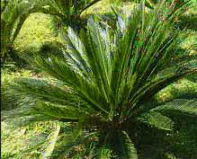 攀枝花苏铁林天气 攀枝花苏铁林天气