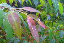 乐山五通桥花木科技园天气 乐山五通桥花木科技园天气