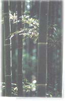 赤水楠竹海天气 赤水楠竹海天气