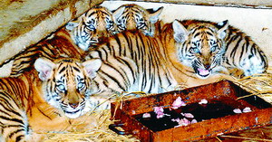 云南野生动物园天气 云南野生动物园天气