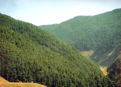 云南钟灵山国家森林公园天气 云南钟灵山国家森林公园天气