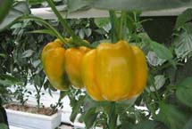 西安凝香苑天气 西安凝香苑天气