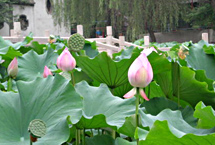 西安莲湖公园天气 西安莲湖公园天气