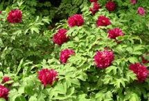 西安阿姑泉牡丹苑天气 西安阿姑泉牡丹苑天气