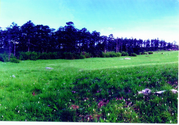 汉中长青自然保护区天气 汉中长青自然保护区天气