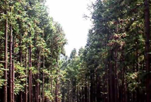 延安劳山森林公园天气 延安劳山森林公园天气