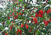 中宁万亩枸杞观光园天气 中宁万亩枸杞观光园天气