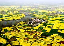 宁强百万亩油菜花天气 宁强百万亩油菜花天气