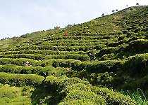 西乡茶园天气 西乡茶园天气