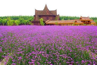 太仓园花园天气 太仓园花园天气