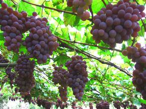 清徐白石沟生态旅游区天气 清徐白石沟生态旅游区天气